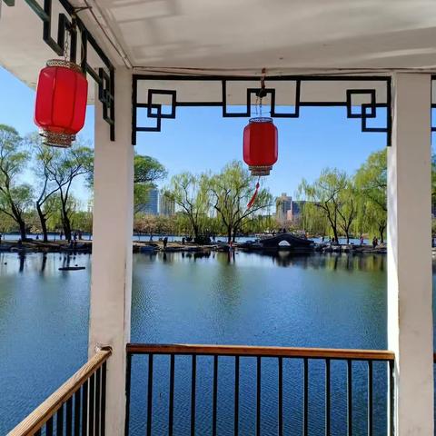 樱花🌸盛开，春天到了