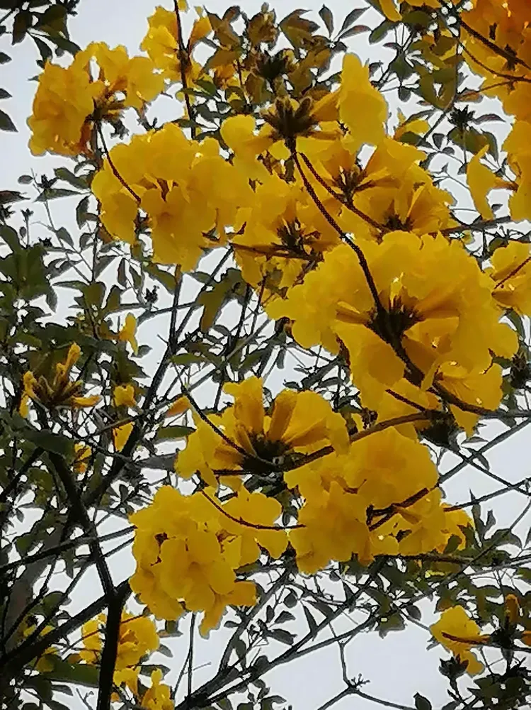 春天里,金灿灿的黄花风铃给人温馨,关爱和亲切感