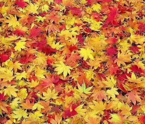 南蒲街道朱庄小学“双减”活动之——“秋之韵”树叶手工