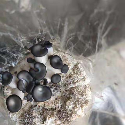 鲍嘉毅的秀珍菇