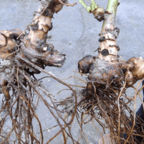 50个中医小妙方，        需要收藏的联系我