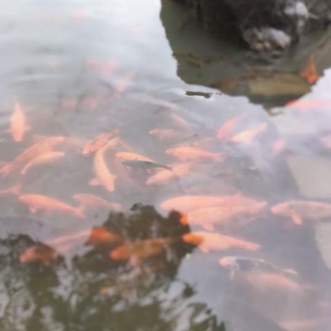 💗莘塍小天使💗小小三班小淑女、小绅士快乐暑假第四周