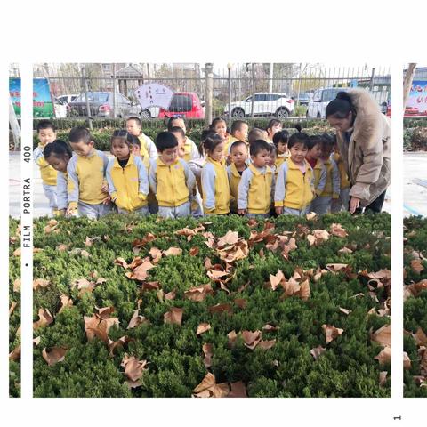 【高新区小营中心幼儿园】海燕五班生成性课程“探索大树”