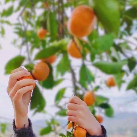 橙黄橘绿最好景 童心携手趣实践--宜春市经都学校三年级11月实践活动