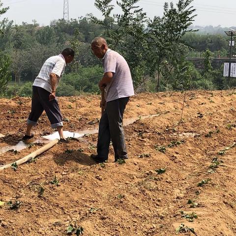 干群和谐齐上阵  清洁家园聚人心——驻村实录（七）