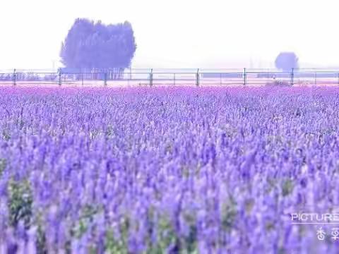 6月23号88元薰衣草庄园一日游