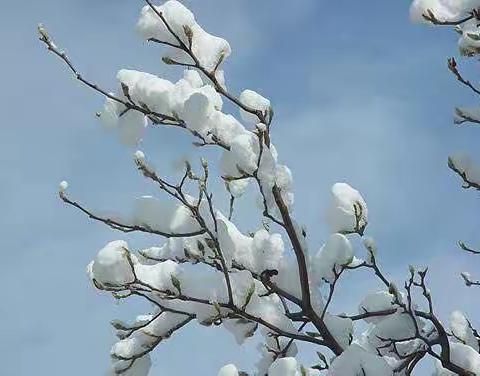 金城遇雪