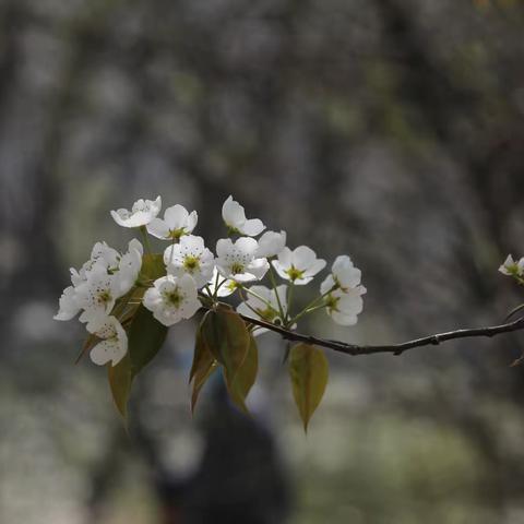 情醉隆治-民和第二届梨花节