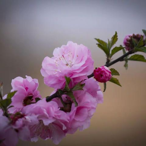 春来红粉梅，花密枝条垂