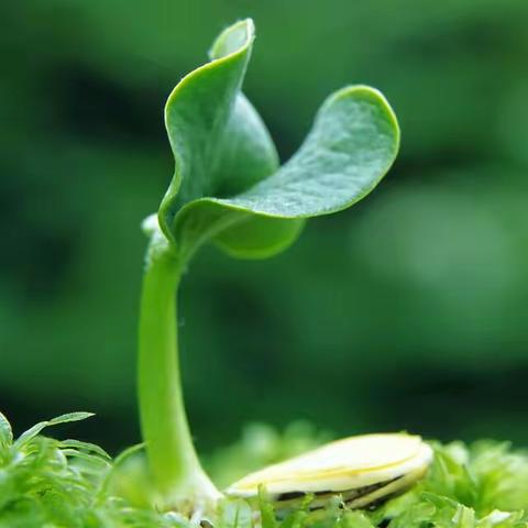 山河无恙，人间皆安，绿染大地，春光如你