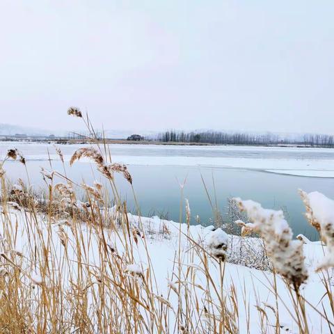 飞雪迎春到