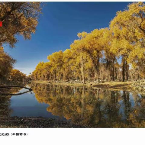 秋景之魂胡杨林