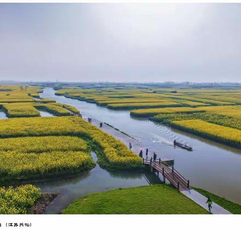 千垛菜花 20210328