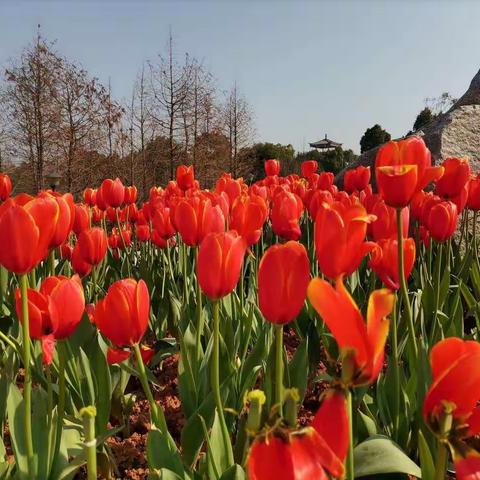 花香微醺人欲醉，踏春尽享春光美