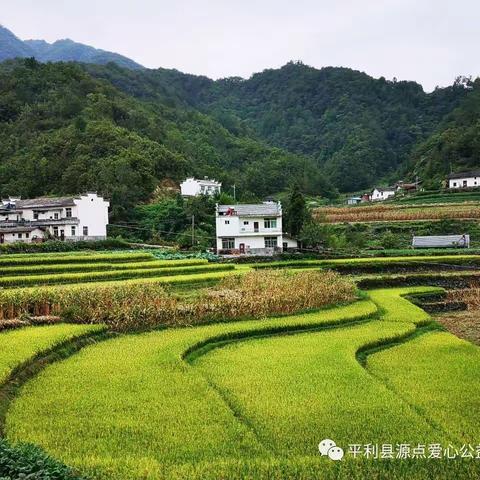 拳拳赤子心  殷殷桑梓情