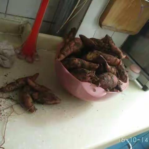 捡白薯-勾起小时候的回忆