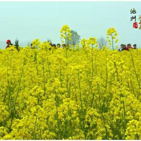 池州 . 在那油菜花盛开的地方