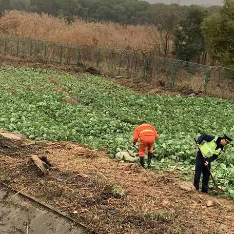 联合养护部门开展高速公路用地范围内种植物集中清理