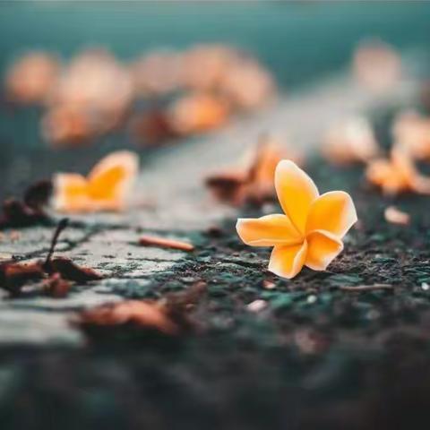 疫战无所寄，且赠一枝春。读《艾青诗选》逢疫情随感！