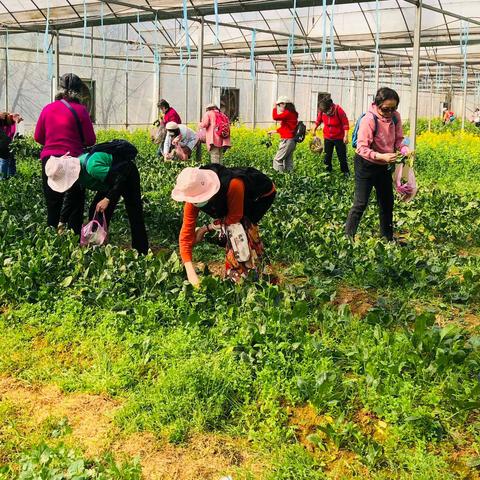 “3.8”梦里田园采摘一撇