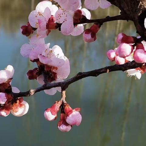 【季节主题】春来日渐长，儿童寻春忙——垦利区书香幼儿园大班组春季主题活动