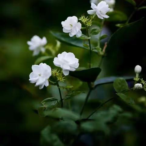 茉莉花