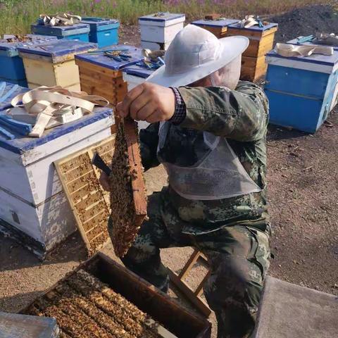 永庆管护区的蜂场，让每一个顾客吃一口最天然的百花蜜