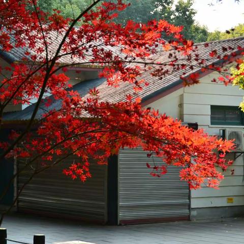 秋天里的共青森林公园