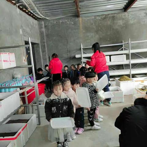 📣宝塔彩梦幼儿园“水培室”上线啦📣                                     小三班宝贝们和“种子共成长”