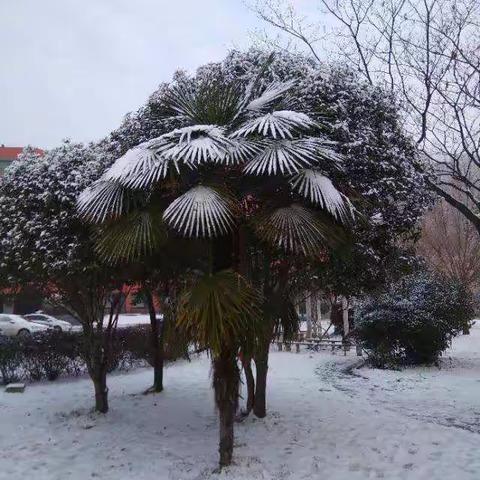 2019年的第一场雪