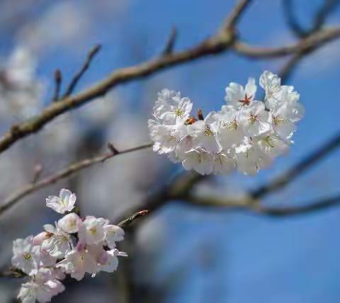 大幕山赏樱花