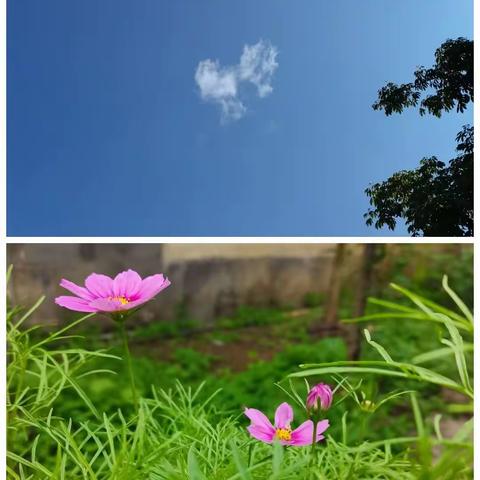 童心向党，斯文启航——清水中心小学六一活动