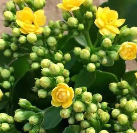 长寿花移植