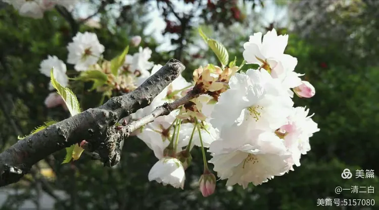 日本晚樱是什么