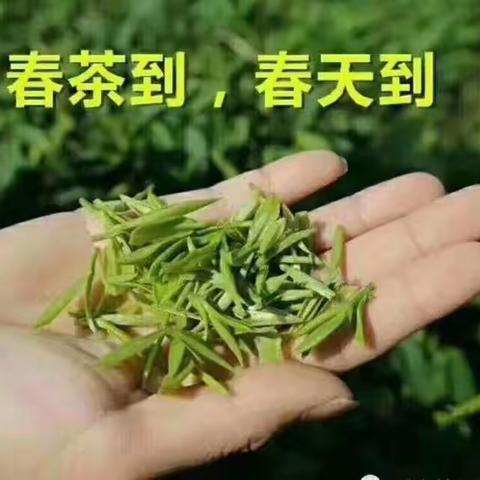 不饮春茶，怎知春光已至？
