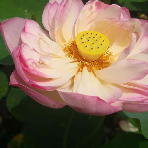 7月6日鲜花港一日游