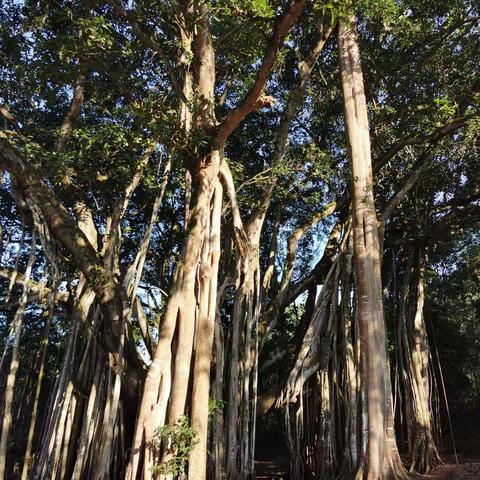 滇西游之芒市烟火