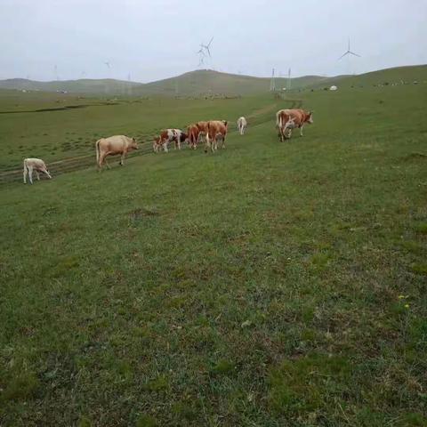 美丽的阿鲁科尔沁旗草原