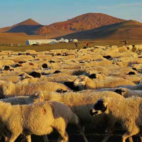 乌兰布统草原——坝上——羊群