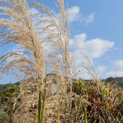 愿新年，胜旧年（下篇）（2024年初，祭先祖，见新愿；访亲友，唠家常）