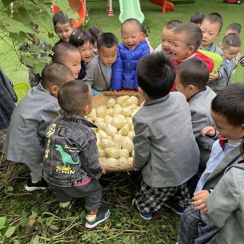 快乐采摘，收获喜悦——锦门小学附属幼儿园回龙分园秋季采摘佛手瓜体验活动