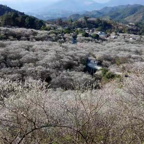 广东汕尾市陆河县万亩梅园欢迎您!