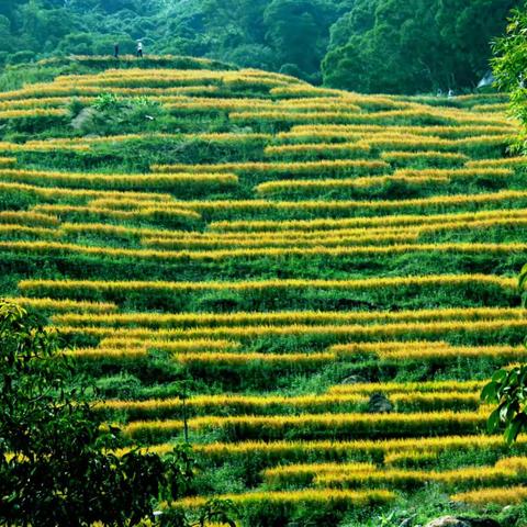 “地作琵琶梯田为弦，谁人来弹？”一一洋岭梯田