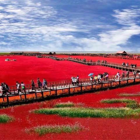 秋赏《红海滩》