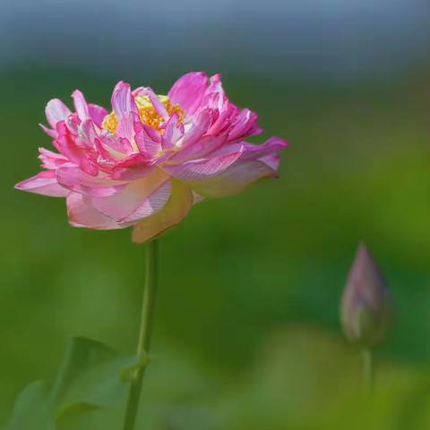 荷花图片集（100幅）