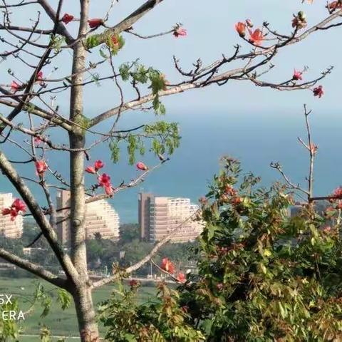 春暖花开，学无止境——月川小学六年级语文组“停课不停学”活动（九）