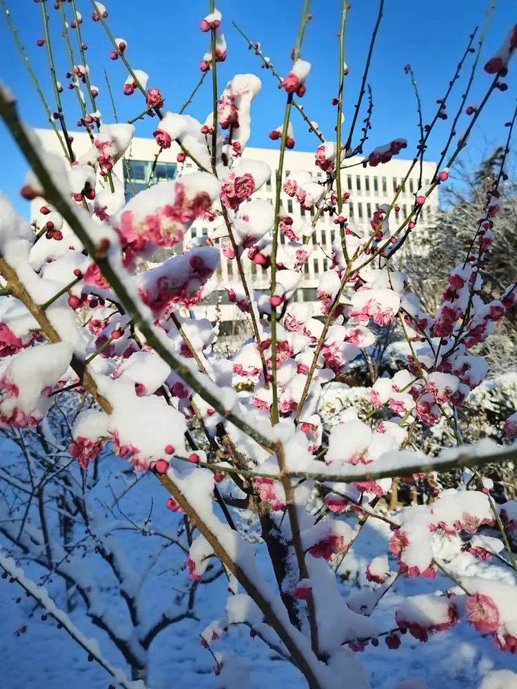 白雪红梅三月天