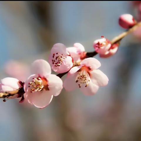 不负光阴，引领前行——金牛区小学科学教育新教师及塔腰教师网络培训活动