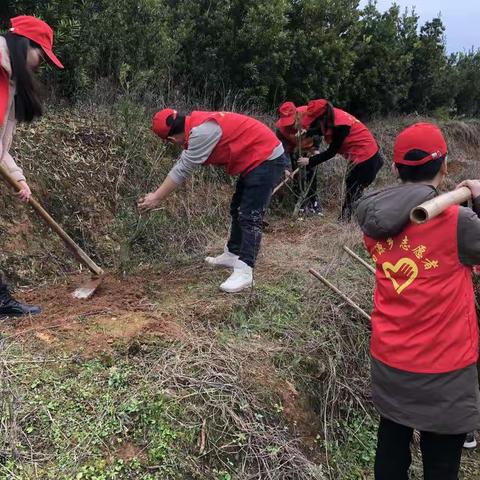 田源乡：植树造林添新绿 绿满乡村生态美