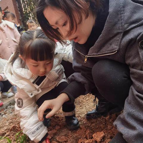 我们的种植园地                         ——辣椒成长记